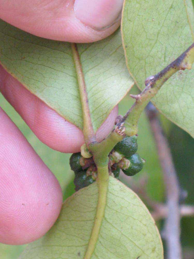            Petiole (Riverside, CA)   